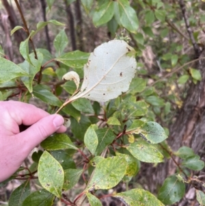 Populus yunnanensis at Paddys River, ACT - 4 Jun 2022 02:44 PM