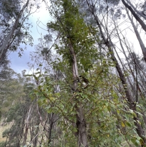 Populus yunnanensis at Paddys River, ACT - 4 Jun 2022 02:44 PM