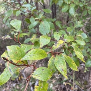 Populus yunnanensis at Paddys River, ACT - 4 Jun 2022