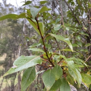 Populus yunnanensis at Paddys River, ACT - 4 Jun 2022 02:44 PM