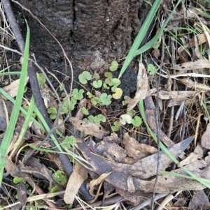 Dichondra repens at Paddys River, ACT - 4 Jun 2022