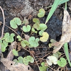 Dichondra repens at Paddys River, ACT - 4 Jun 2022