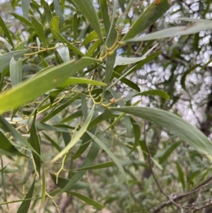 Acacia implexa at Paddys River, ACT - 4 Jun 2022