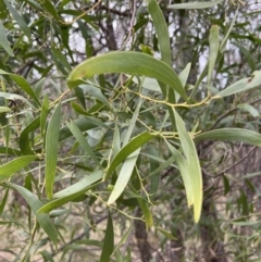 Acacia implexa at Paddys River, ACT - 4 Jun 2022