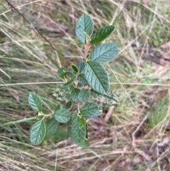 Pomaderris betulina (Birch Pomaderris) at Paddys River, ACT - 4 Jun 2022 by JimL