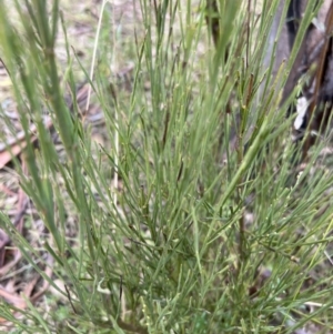 Exocarpos strictus at Paddys River, ACT - 4 Jun 2022 01:35 PM