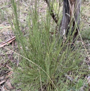 Exocarpos strictus at Paddys River, ACT - 4 Jun 2022 01:35 PM