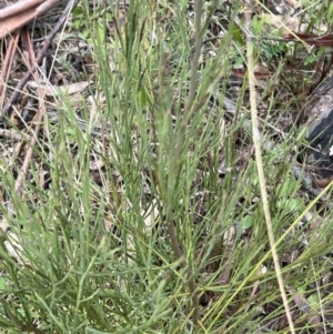 Exocarpos strictus at Paddys River, ACT - 4 Jun 2022 01:35 PM