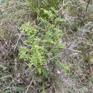 Coprosma quadrifida at Paddys River, ACT - 4 Jun 2022 01:33 PM