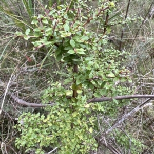 Coprosma quadrifida at Paddys River, ACT - 4 Jun 2022 01:33 PM