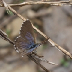 Theclinesthes serpentata (Saltbush Blue) at Ainslie, ACT - 5 Mar 2022 by DavidForrester