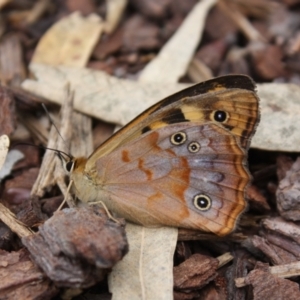 Heteronympha paradelpha at Acton, ACT - 1 Mar 2022 01:43 PM