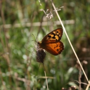 Heteronympha penelope at Bombala, NSW - 13 Feb 2022