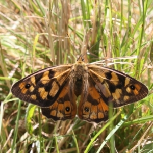 Heteronympha penelope at Bombala, NSW - 13 Feb 2022 02:21 PM