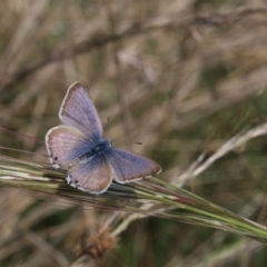 Lampides boeticus (Long-tailed Pea-blue) at Mount Majura - 13 Mar 2022 by DavidForrester