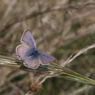 Lampides boeticus (Long-tailed Pea-blue) at Mount Majura - 13 Mar 2022 by DavidForrester