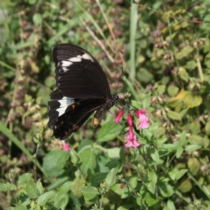 Papilio aegeus at Hackett, ACT - 21 Mar 2022 12:34 PM