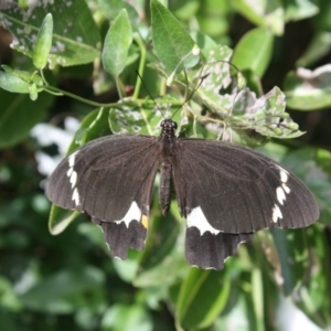 Papilio aegeus at Hackett, ACT - 18 Apr 2022 11:35 AM