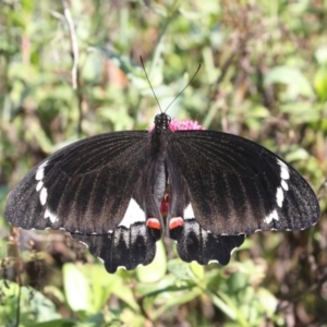 Papilio aegeus at Hackett, ACT - 3 May 2022 12:38 PM