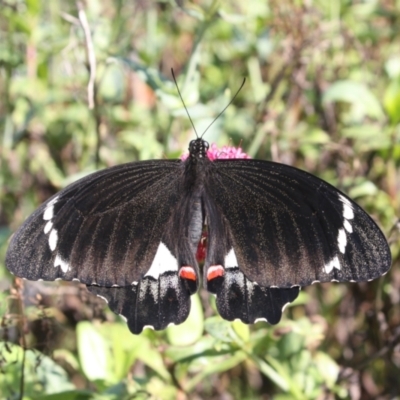 Papilio aegeus (Orchard Swallowtail, Large Citrus Butterfly) at Hackett, ACT - 3 May 2022 by DavidForrester