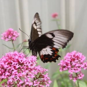 Papilio aegeus at Hackett, ACT - 14 Dec 2021 03:17 AM