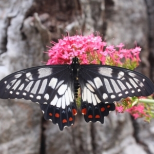 Papilio anactus at Hackett, ACT - 7 Feb 2022 08:31 AM