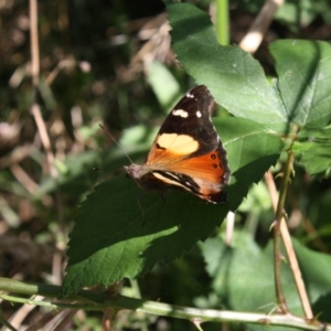 Vanessa itea at Coree, ACT - 22 Jan 2022 09:28 AM