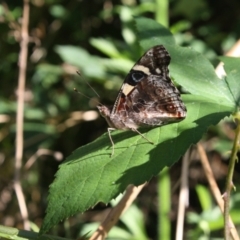 Vanessa itea at Coree, ACT - 22 Jan 2022 09:28 AM