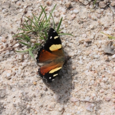 Vanessa itea (Yellow Admiral) at Paddys River, ACT - 5 Feb 2022 by DavidForrester