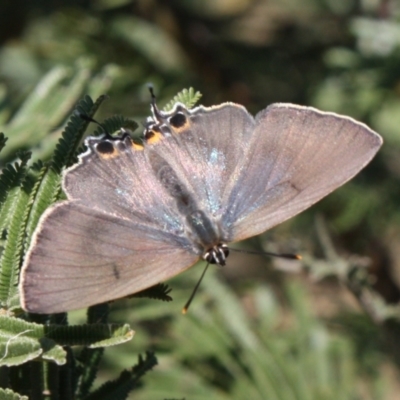 Jalmenus ictinus (Stencilled Hairstreak) at Mount Majura - 13 Mar 2022 by DavidForrester