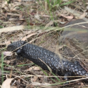 Tiliqua rugosa at Hackett, ACT - 16 Apr 2022