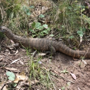 Varanus rosenbergi at Watson, ACT - suppressed