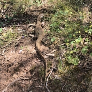 Varanus rosenbergi at Watson, ACT - suppressed