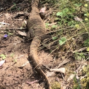 Varanus rosenbergi at Watson, ACT - 26 Dec 2021