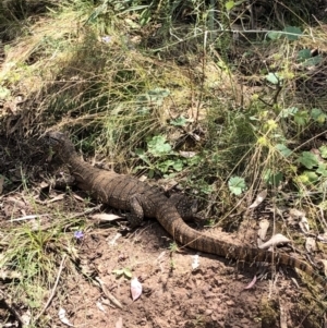 Varanus rosenbergi at Watson, ACT - 26 Dec 2021