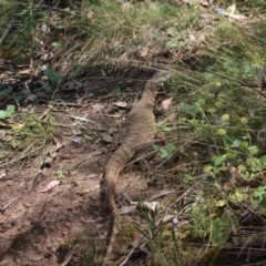 Varanus rosenbergi at Watson, ACT - suppressed