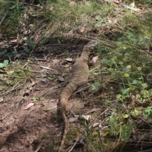 Varanus rosenbergi at Watson, ACT - suppressed