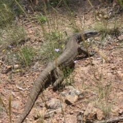 Varanus rosenbergi (Heath or Rosenberg's Monitor) at Watson, ACT - 26 Dec 2021 by DavidForrester