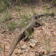 Varanus rosenbergi (Heath or Rosenberg's Monitor) at P11 - 25 Dec 2021 by DavidForrester