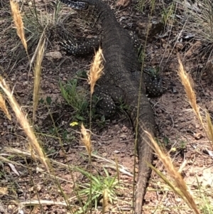 Varanus rosenbergi at Watson, ACT - 26 Dec 2021