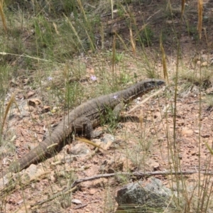 Varanus rosenbergi at Watson, ACT - 26 Dec 2021