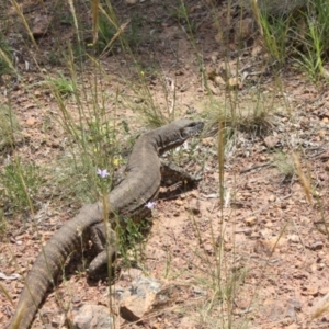 Varanus rosenbergi at Watson, ACT - 26 Dec 2021