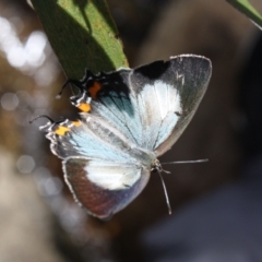 Jalmenus evagoras (Imperial Hairstreak) at Paddys River, ACT - 22 Jan 2022 by DavidForrester