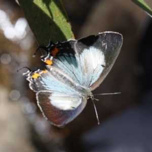 Jalmenus evagoras at Paddys River, ACT - 22 Jan 2022