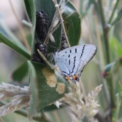 Jalmenus evagoras at Paddys River, ACT - 22 Jan 2022 10:22 AM