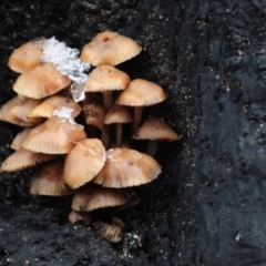 Unidentified Cap on a stem; gills below cap [mushrooms or mushroom-like] at Namadgi National Park - 3 Jun 2022 by Harrisi