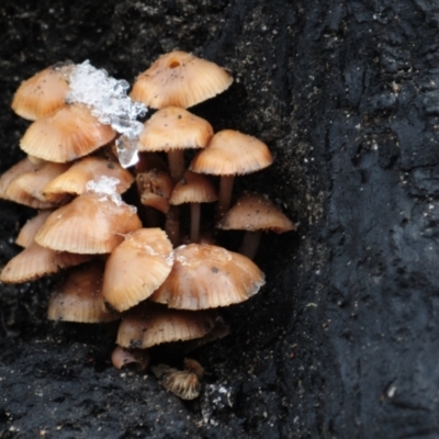 Unidentified Cap on a stem; gills below cap [mushrooms or mushroom-like] at Namadgi National Park - 3 Jun 2022 by Harrisi