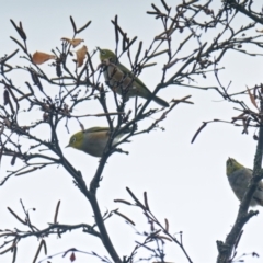 Zosterops lateralis (Silvereye) at Downer, ACT - 5 Jun 2022 by RobertD