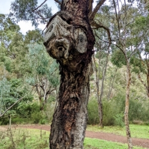 Eucalyptus bridgesiana at Kowen, ACT - 5 Jun 2022