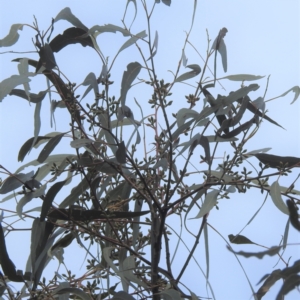 Eucalyptus bridgesiana at Kowen, ACT - 5 Jun 2022